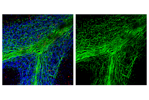 Immunofluorescence Image 2: MOG (D5B4C) Rabbit mAb