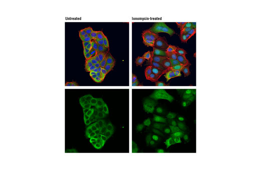 Ionomycin, Calcium Salt: Image 1