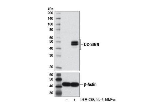 Western Blotting Image 2: DC-SIGN (D7F5C) XP<sup>®</sup> Rabbit mAb (BSA and Azide Free)