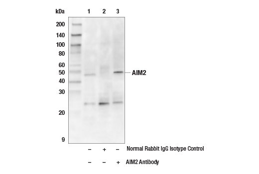 undefined Image 24: Mouse Reactive Inflammasome Antibody Sampler Kit