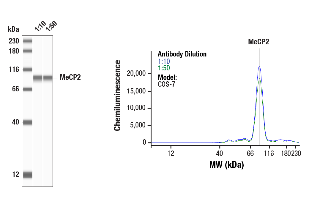Western Blotting Image 1: MeCP2 (D4F3) XP<sup>®</sup> Rabbit mAb
