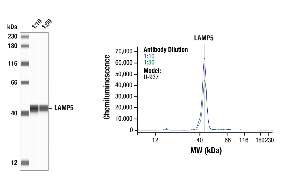 Western Blotting Image 1: LAMP5 (F9Q8X) Rabbit mAb