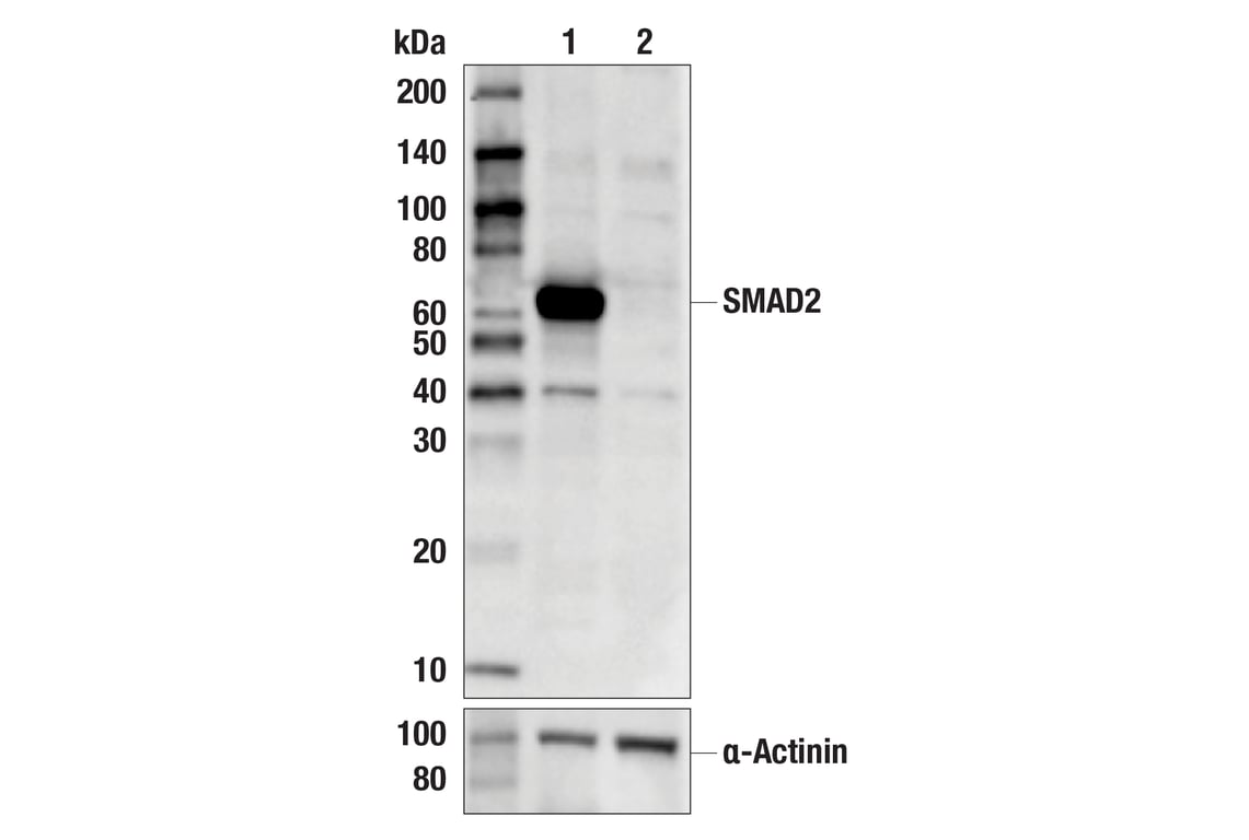 undefined Image 3: PhosphoPlus<sup>®</sup> SMAD2 (Ser465/467) Antibody Duet