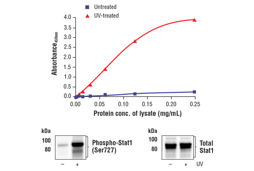 ELISA Image 1: FastScan<sup>™</sup> Phospho-Stat1 (Ser727) ELISA Kit