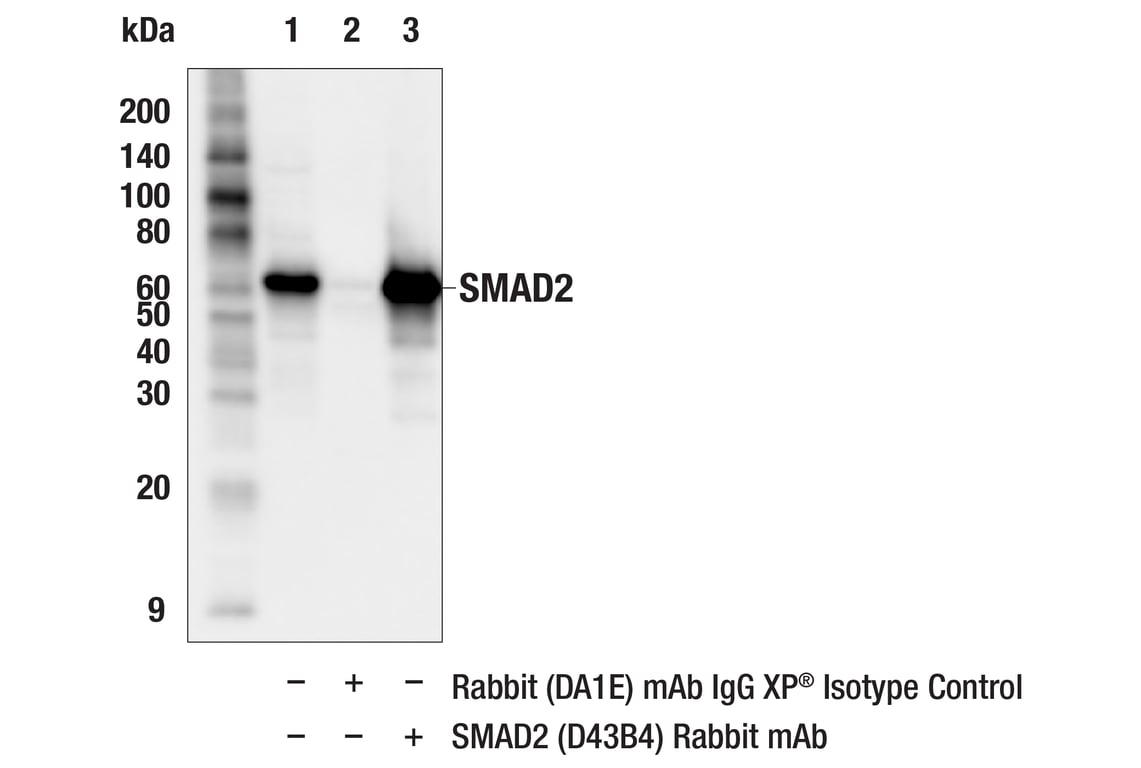 undefined Image 12: PhosphoPlus<sup>®</sup> SMAD2 (Ser465/467) Antibody Duet