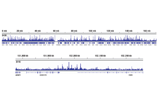 undefined Image 41: BAF Complex Antibody Sampler Kit II