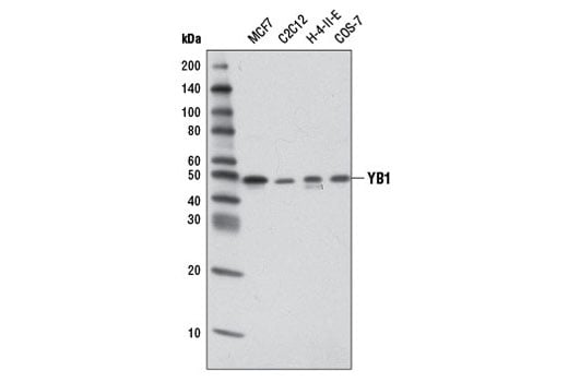 Western Blotting Image 1: YB1 (D2B12) Rabbit mAb