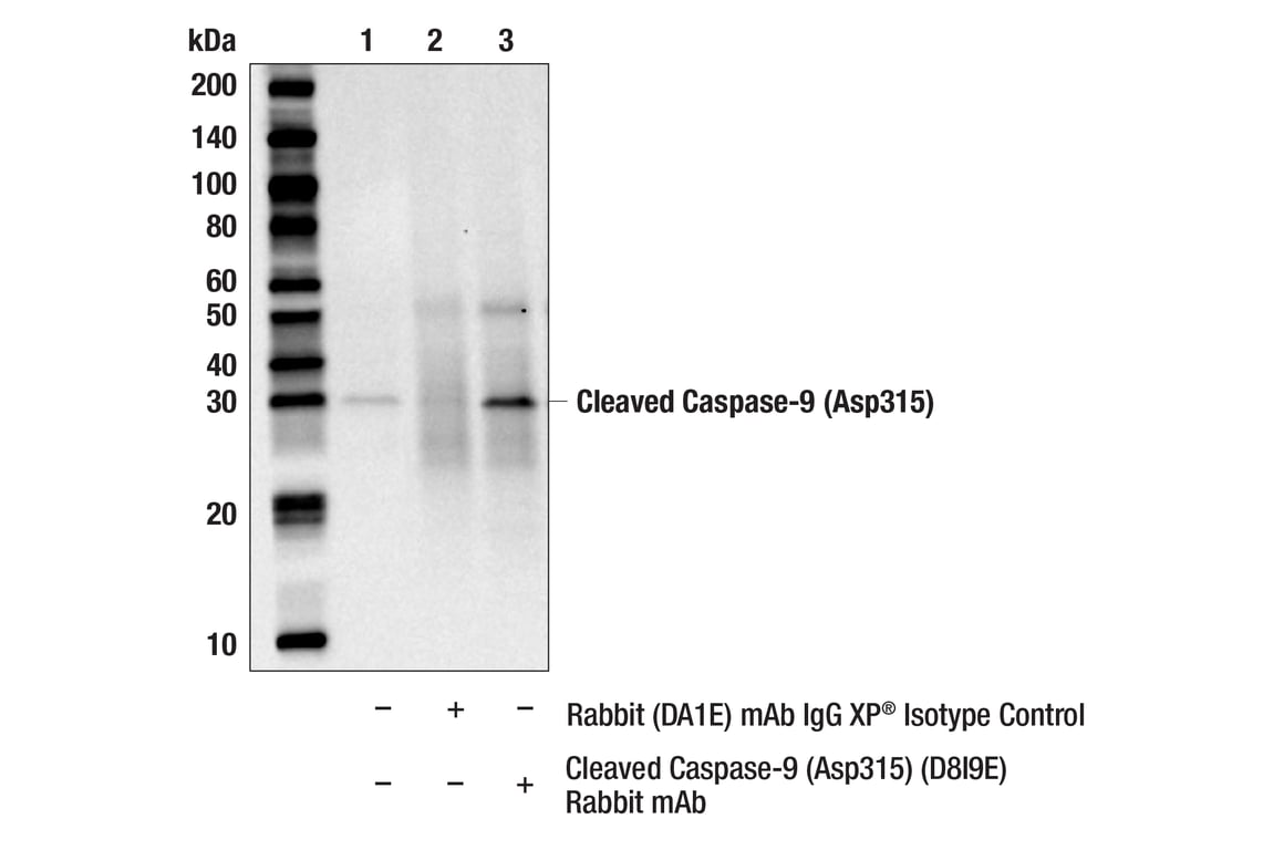 Immunoprecipitation Image 1: Cleaved Caspase-9 (Asp315) (D8I9E) Rabbit mAb