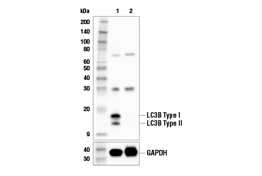 Western Blotting Image 3: LC3B (E7X4S) XP<sup>®</sup> Rabbit mAb