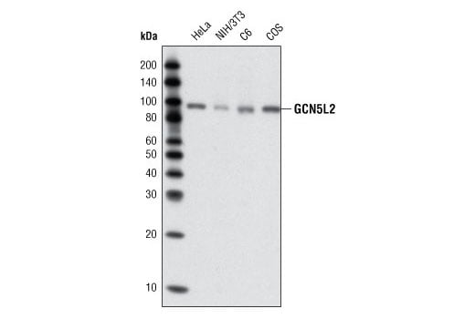 Western Blotting Image 1: GCN5L2 (C26A10) Rabbit mAb (BSA and Azide Free)
