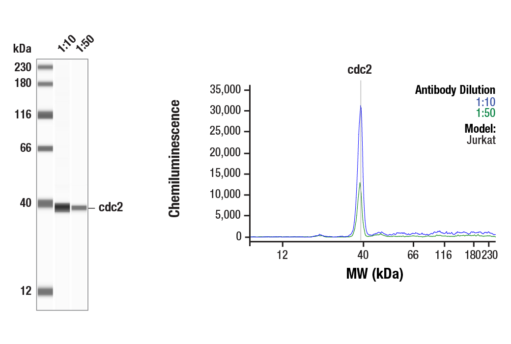 Western Blotting Image 1: cdc2 (E1Z6R) Rabbit mAb