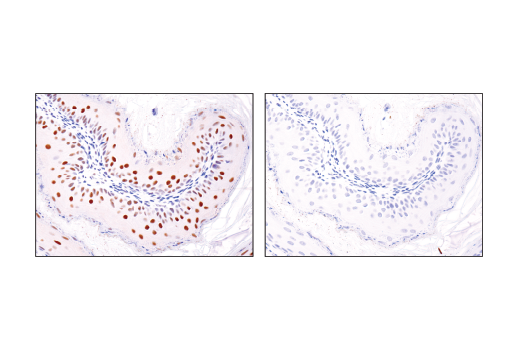 Immunohistochemistry Image 2: HAUSP (D17C6) XP<sup>®</sup> Rabbit mAb (BSA and Azide Free)