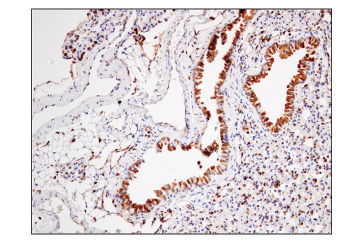 Immunohistochemistry Image 5: STING (D2P2F) Rabbit mAb