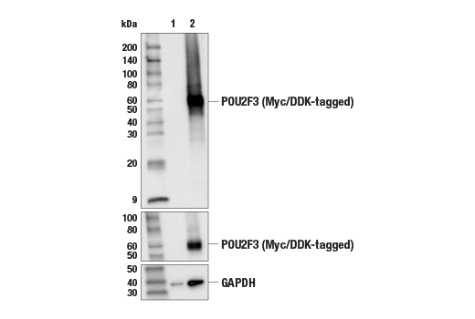 Western Blotting Image 2: POU2F3 (E5N2D) XP<sup>®</sup> Rabbit mAb