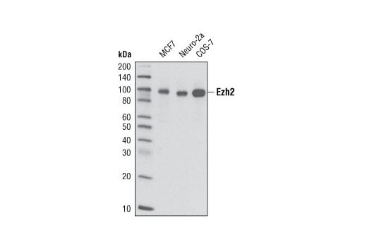 Western Blotting Image 1: Ezh2 (D2C9) XP<sup>®</sup> Rabbit mAb (Biotinylated)