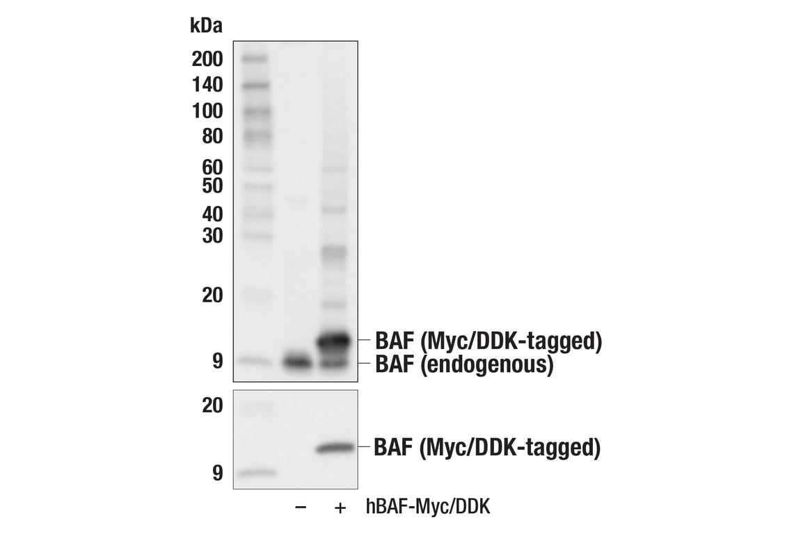 Western Blotting Image 2: BAF (E4O8R) Rabbit mAb