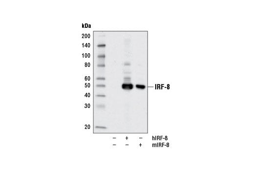 Western Blotting Image 3: IRF-8 (D20D8) Rabbit mAb