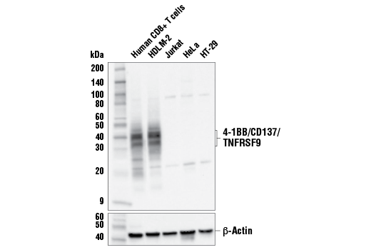 Western Blotting Image 1: 4-1BB/CD137/TNFRSF9 (E6Z7F) XP<sup>®</sup> Rabbit mAb (BSA and Azide Free)