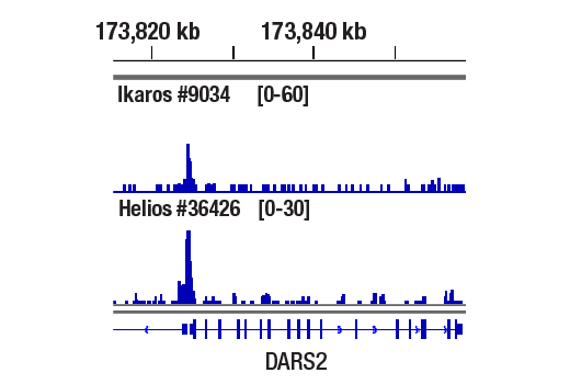 CUT & RUN Image 1: Helios (D4Z6D) Rabbit mAb