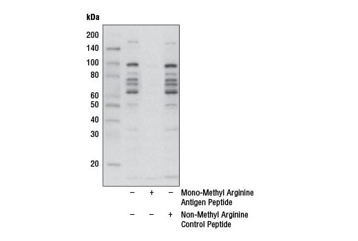 Western Blotting Image 2: Mono-Methyl Arginine [mme-R] MultiMab<sup>® </sup> Rabbit mAb mix