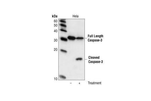Western Blotting Image 2: Caspase-3 (3G2) Mouse mAb