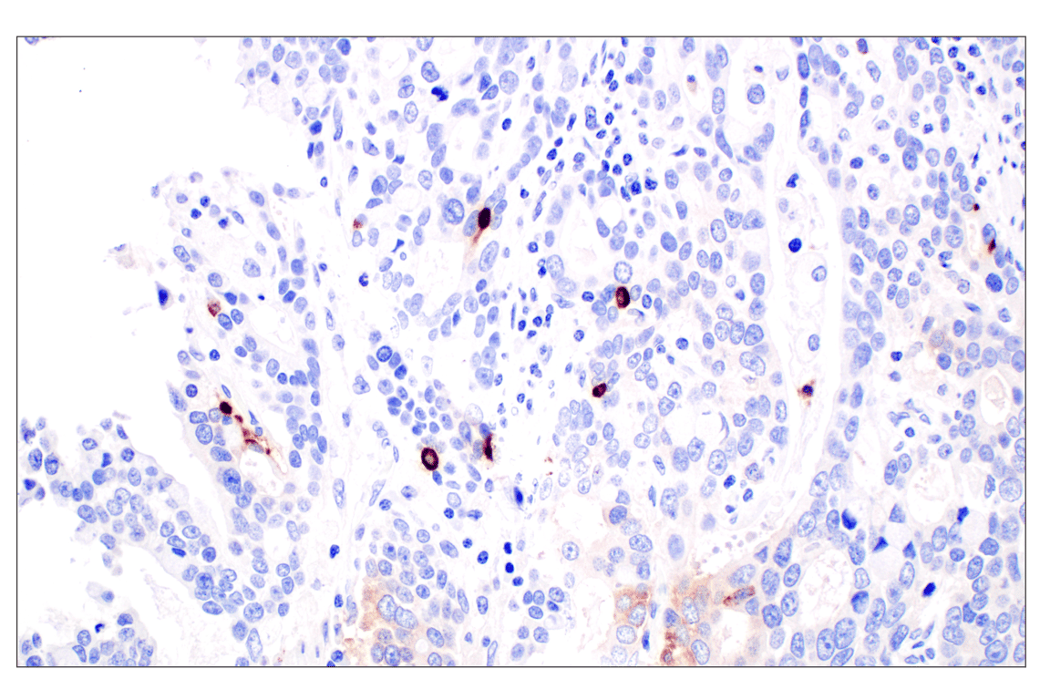 Immunohistochemistry Image 3: CHGA (F7D6H) Rabbit mAb