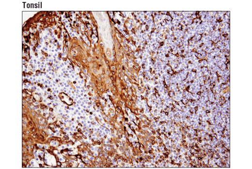 Immunohistochemistry Image 4: STING (D2P2F) Rabbit mAb