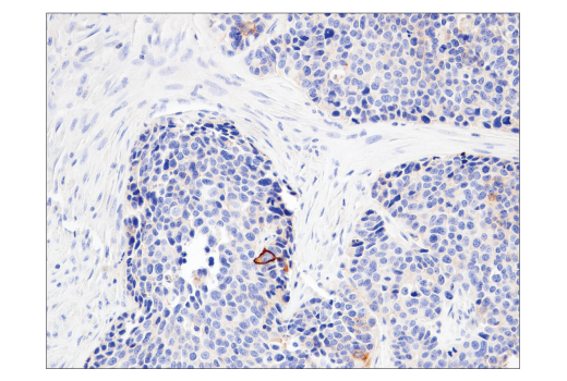 Immunohistochemistry Image 2: CD47 (D3O7P) Rabbit mAb (BSA and Azide Free)