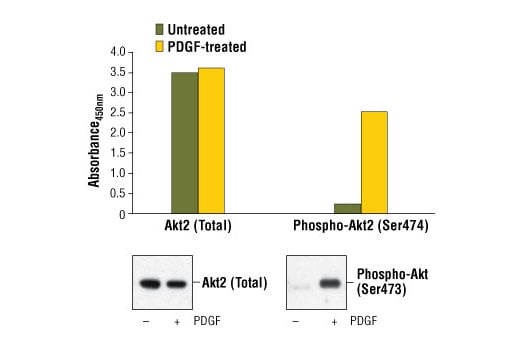 ELISA Image 1: PathScan<sup>®</sup> Phospho-Akt2 (Ser474) Sandwich ELISA Kit