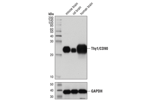 Western Blotting Image 1: Thy1/CD90 (D3V8A) Rabbit mAb (BSA and Azide Free)