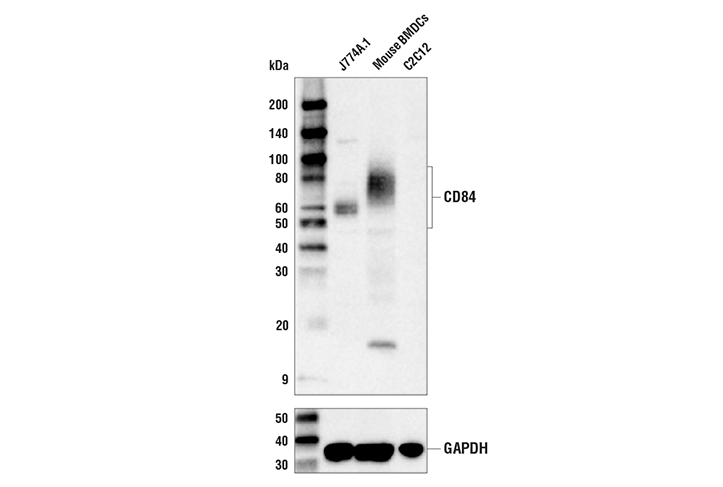 Western Blotting Image 1: CD84 Antibody