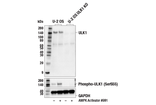 undefined Image 2: PhosphoPlus<sup>®</sup> ULK1 (Ser555) Antibody Duet