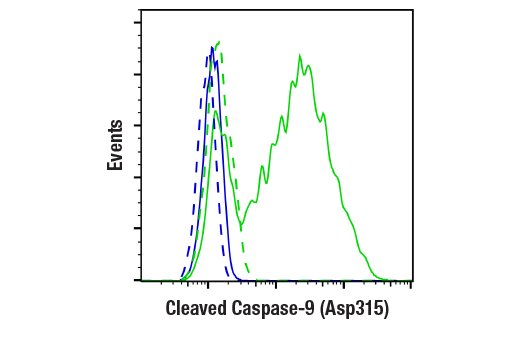 undefined Image 21: Apoptosis Antibody Sampler Kit II