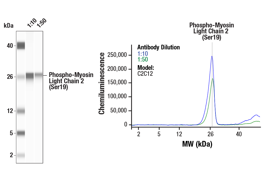 Western Blotting Image 1: Phospho-Myosin Light Chain 2 (Ser19) Mouse mAb