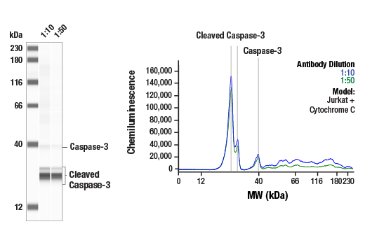 undefined Image 9: Apoptosis Antibody Sampler Kit II