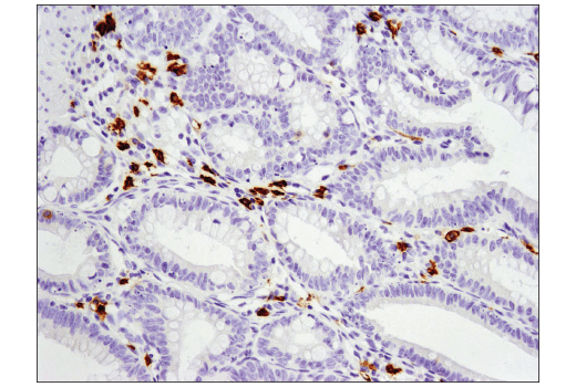 Immunohistochemistry Image 4: c-Kit (D3W6Y) XP<sup>®</sup> Rabbit mAb (BSA and Azide Free)