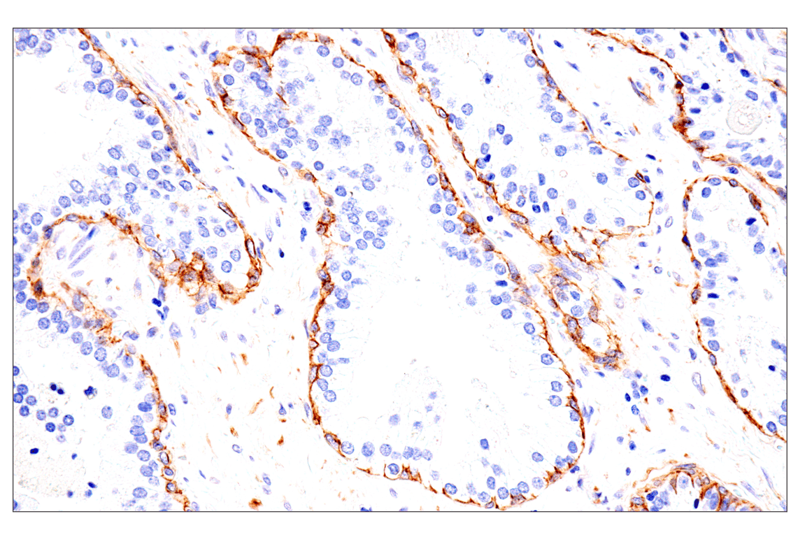 Immunohistochemistry Image 2: p75NTR (E7I3M) Rabbit mAb