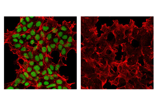 Immunofluorescence Image 1: Ape1 (E5Y2C) Rabbit mAb (BSA and Azide Free)