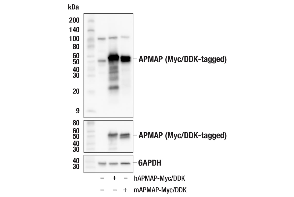 Western Blotting Image 2: APMAP (F1E6M) Rabbit mAb