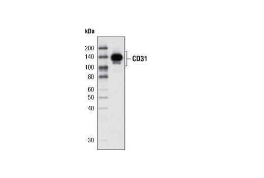 Western Blotting Image 1: CD31 (PECAM-1) (89C2) Mouse mAb (BSA and Azide Free)