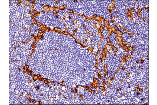 Immunohistochemistry Image 2: IFITM3 (D8E8G) XP<sup>®</sup> Rabbit mAb (BSA and Azide Free)