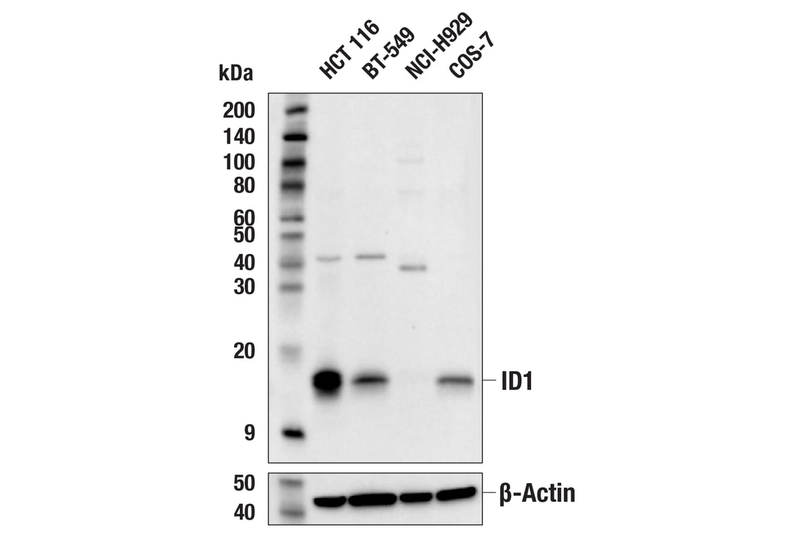 Western Blotting Image 1: ID1 (F2M1J) Rabbit mAb (BSA and Azide Free)