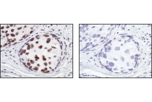 Immunohistochemistry Image 1: HSF1 Antibody