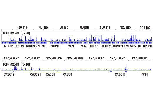 undefined Image 2: DNA Library Prep Kit for Illumina Systems (ChIP-seq, CUT&RUN)