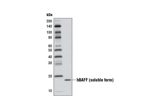 Western Blotting Image 2: BAFF (D7I1U) Rabbit mAb