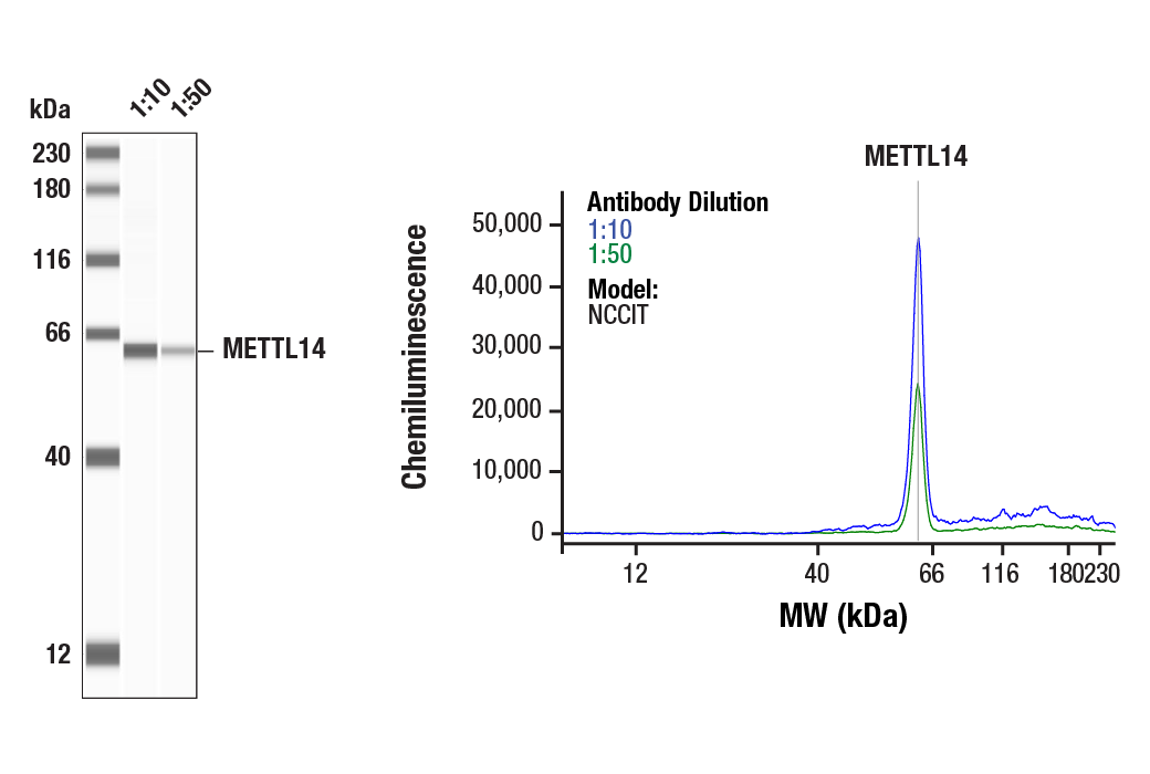 Western Blotting Image 1: METTL14 (D8K8W) Rabbit mAb