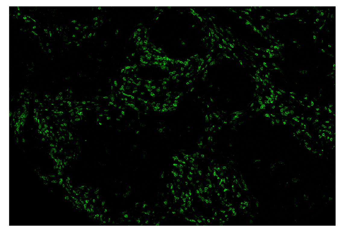 Immunohistochemistry Image 2: CD4 (MSVA-004R) & CO-0071-488 SignalStar<sup>™</sup> Oligo-Antibody Pair