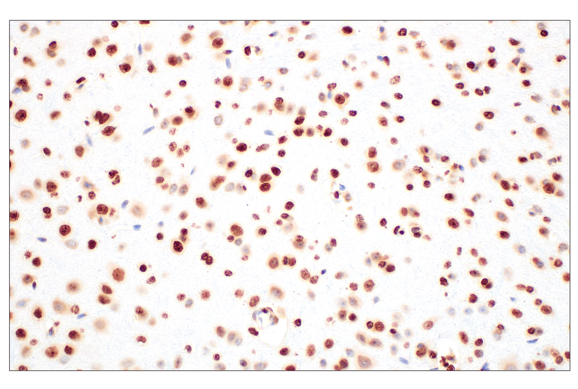 undefined Image 10: PhosphoPlus<sup>®</sup> Histone H3 (Ser10) Antibody Duet