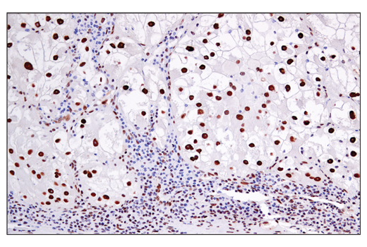 Immunohistochemistry Image 1: Phospho-ATF-2 (Thr71)/ATF-7 (Thr53) Antibody