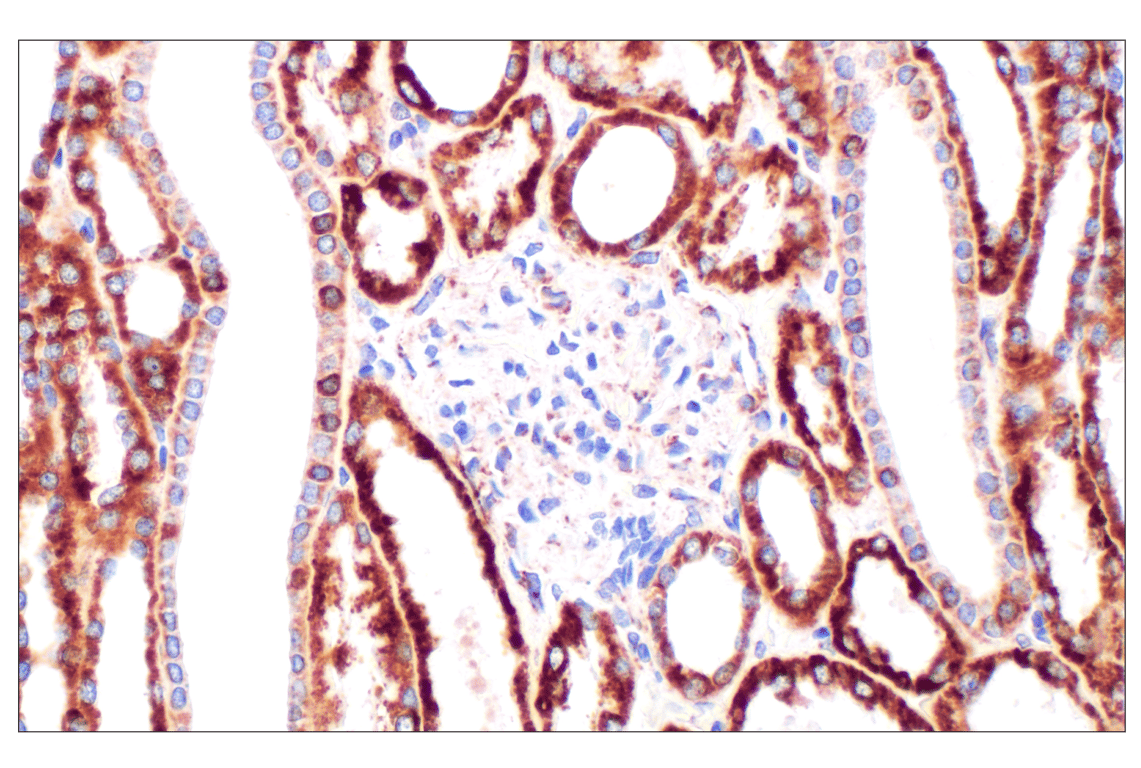undefined Image 49: Cell Fractionation Antibody Sampler Kit